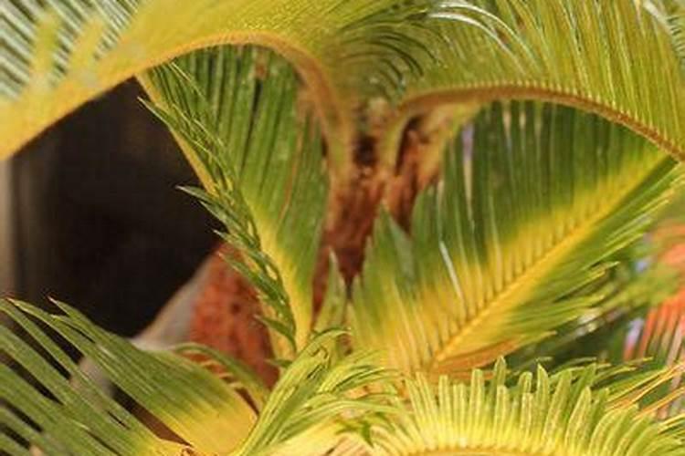 铁树浇什么肥最好