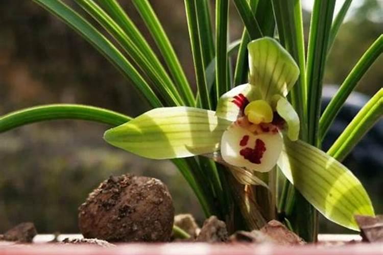 新种的兰花能不能施肥