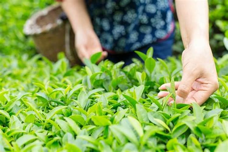 茶叶叶面肥用什么最好