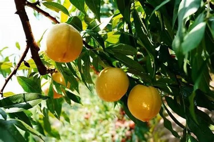 白腊和小苏打喷打农作物的配方