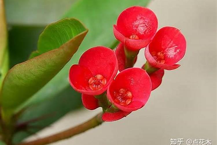 刺梅为什么不开花