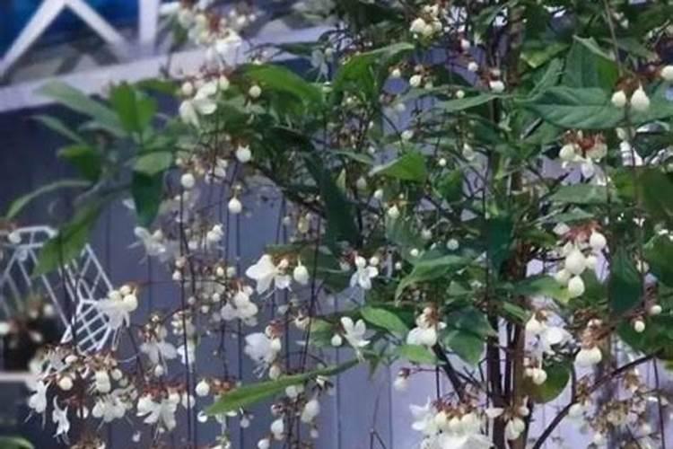 垂丝茉莉的养殖方法和注意事项 垂丝茉莉养护方法分享