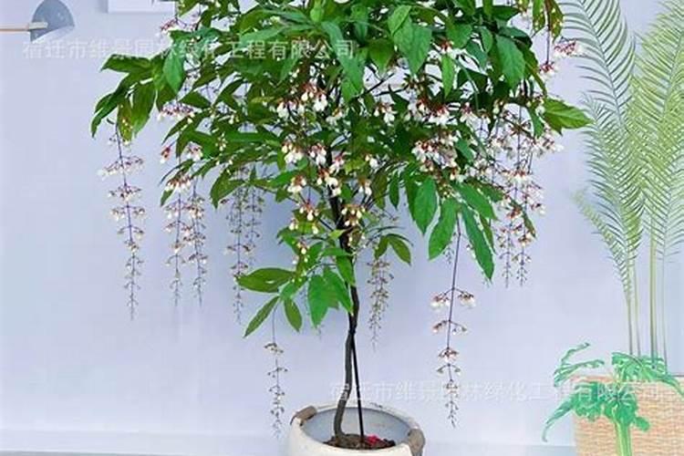 垂丝茉莉怎么养才会开花？