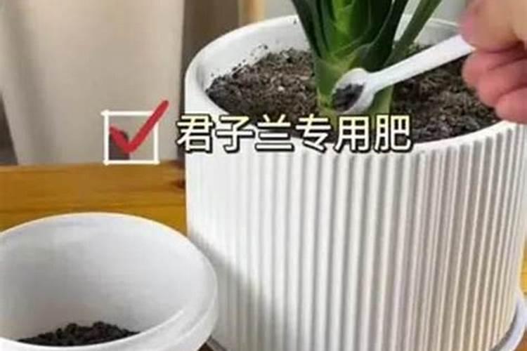 君子兰复合肥怎么用