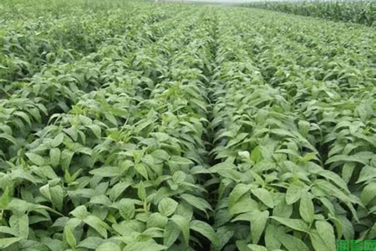 五洲丰化肥好吗