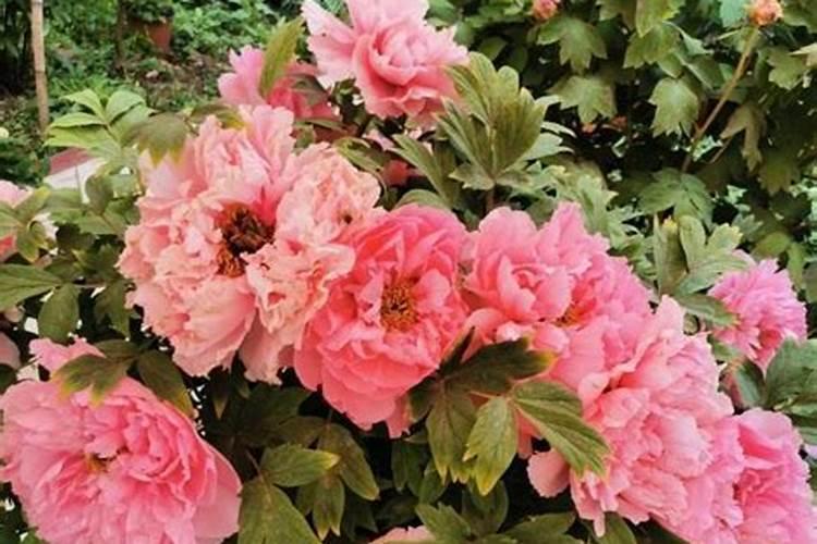 牡丹花开花要什么肥料