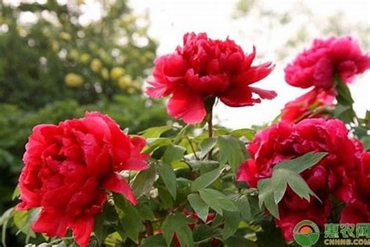 牡丹花底肥放什么肥好 底肥施用方法