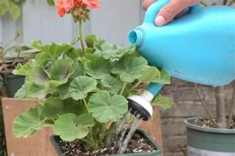 天竺葵施什么肥料好