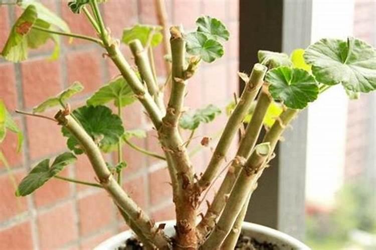 盆栽天竺葵一般用什么肥料好