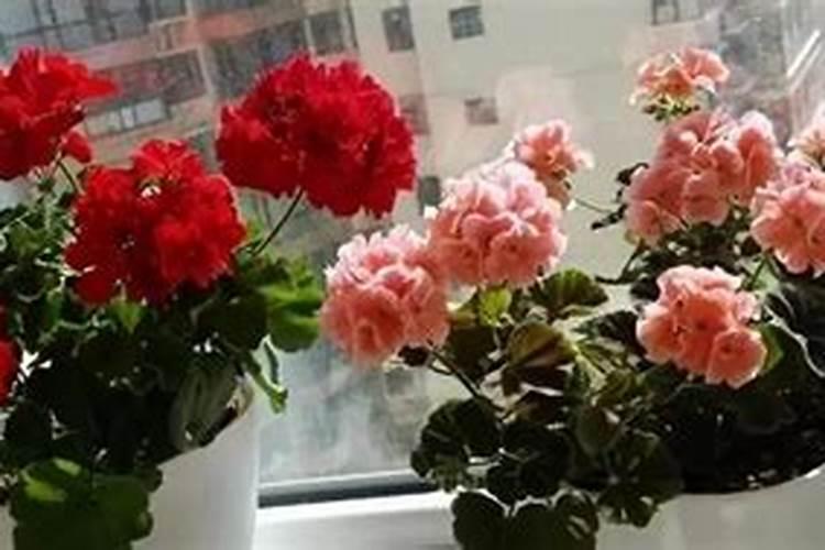 天竺葵上什么肥料长得最快