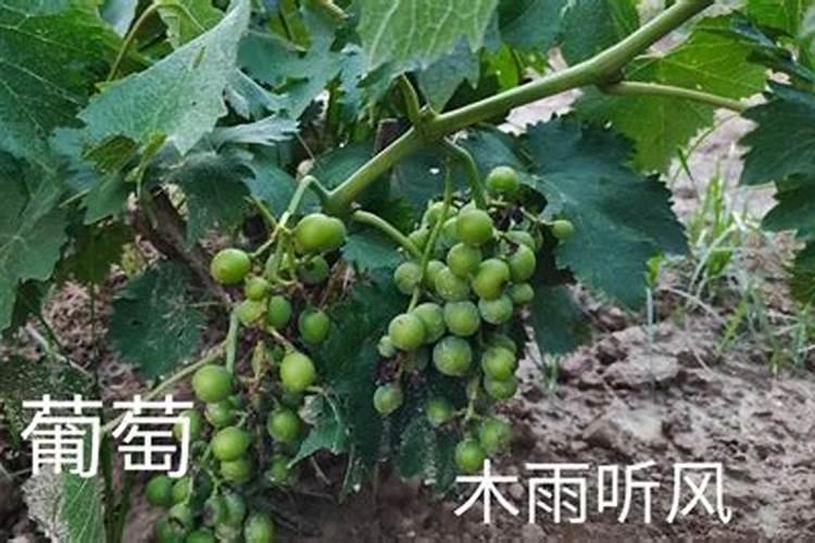 葡萄二次膨大期施啥肥