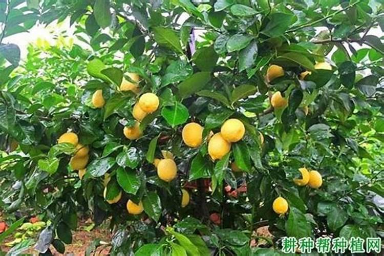 平安树的养殖方法和注意事项