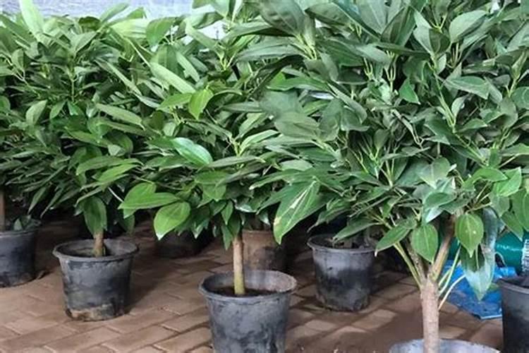 平安树磷钾肥怎么上