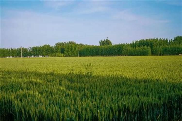 为什么说用沾过茶米水的红绳系在手腕可以辟邪？