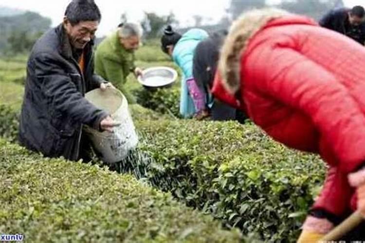 茶叶可以当肥料养花 茶叶对植物有好处吗