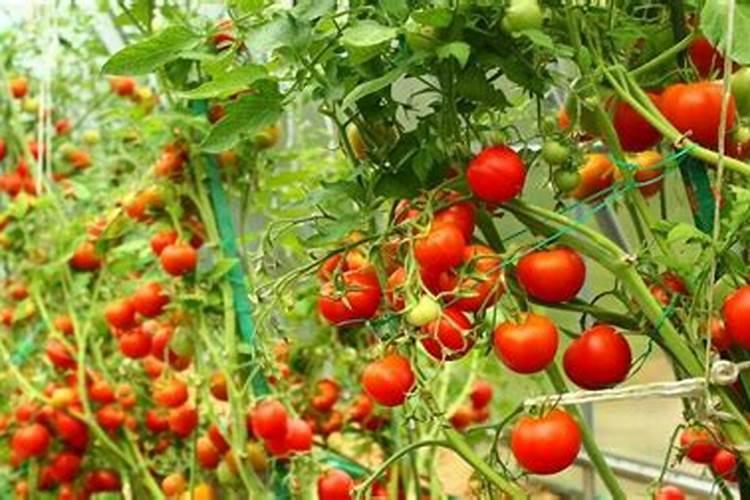 西红柿追什么肥最甜