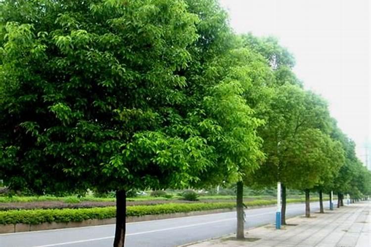 香樟叶子老发黄,怎么办,用硫酸亚铁行不行？