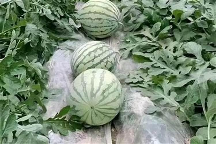 角堇第二年还会开花吗