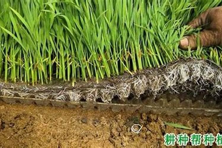 水稻烧苗了用什么肥料能刺激根系发达