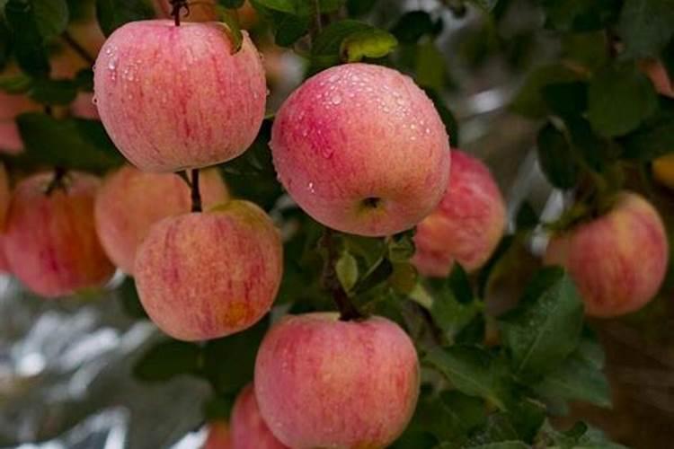 硅肥的作用及使用方法