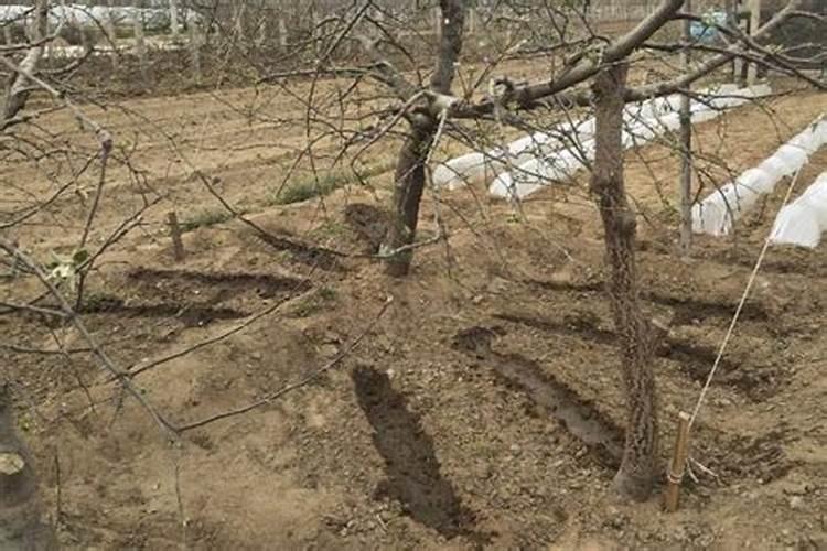 秋季果树施什么肥好 秋季果树施肥技巧