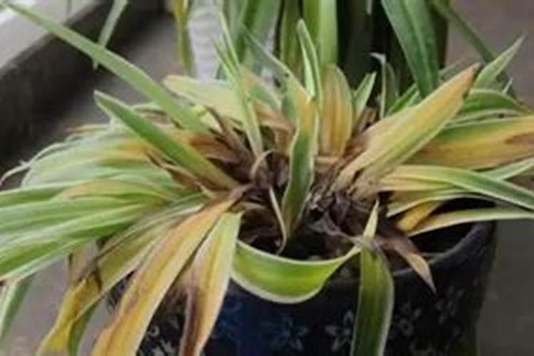 吊兰水浇多了怎么补救