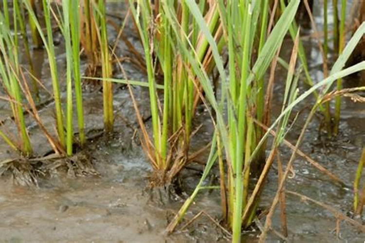 水稻黄叶病用什么农药