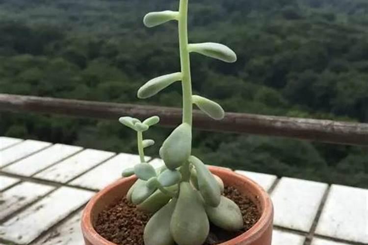 多肉用什么肥料最好