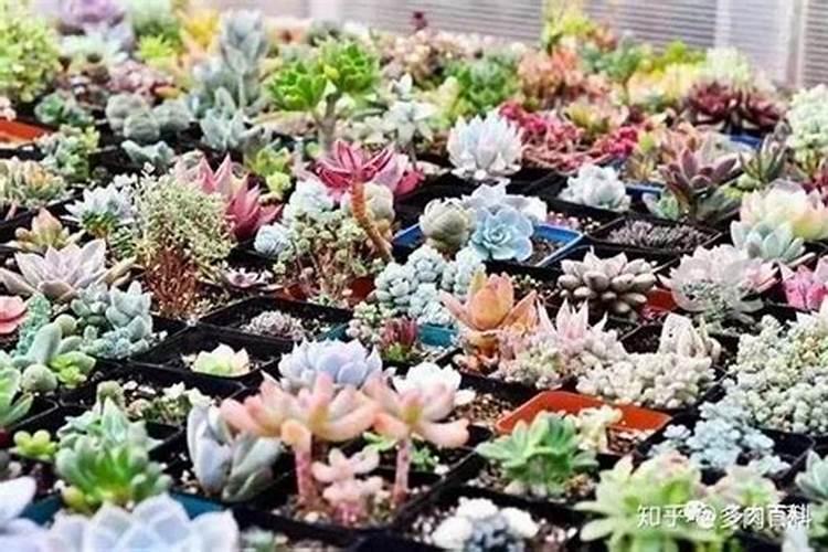 多肉使用什么肥最好