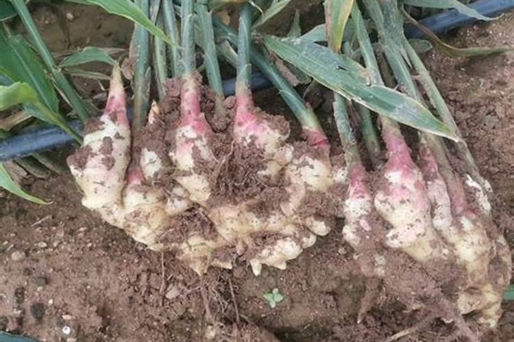 生姜种植用什么肥料好？