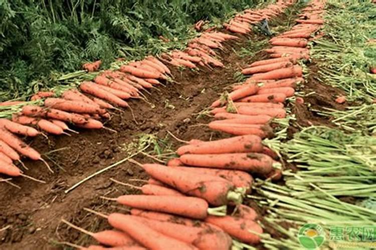 种植胡萝卜选用什么肥料