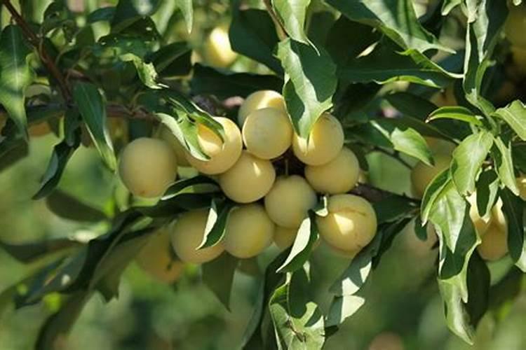 柑橘树什么季节施有机肥最适合