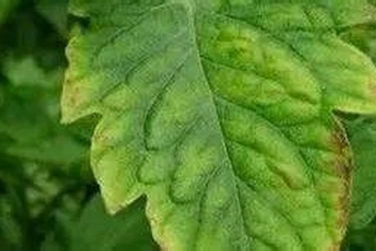 尿素涨!钾肥涨!磷肥涨!复合肥涨!化肥还能等来降价不？