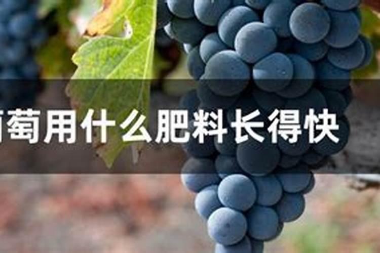 葡萄着色期用什么肥转色快