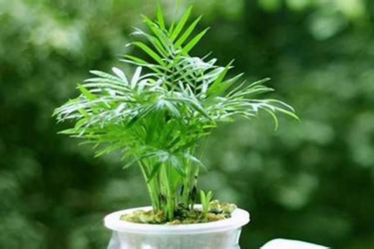 求草莓大神帮忙看看我的草莓是生了啥病 ？？？怎么拯救？？花瓣脱落了 花蕾...