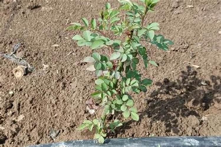 复合肥能给蔷薇花施肥吗