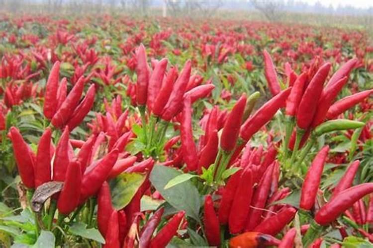 海棠花施什么肥最好