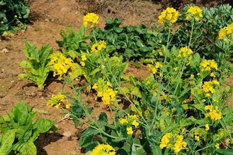 大蒜红糖对男性功效有哪些