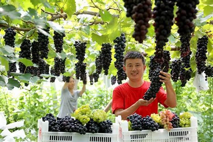 狗驱虫多久后可以带出去逛