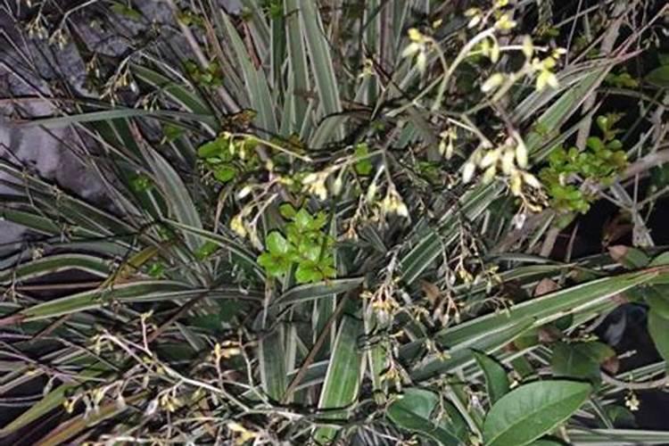 给草莓施肥选择哪种肥料好