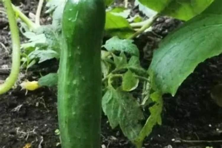 巧克力太稠了怎么变稀