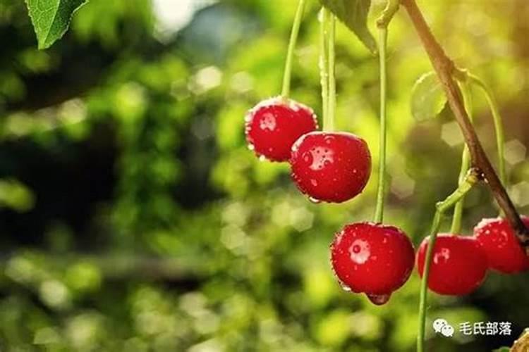 樱桃树秋季施什么肥最好