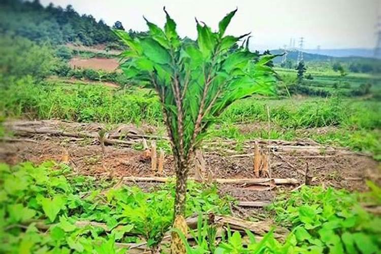 磨芋施什么肥料最好