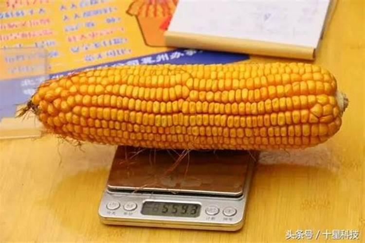 小麦施肥的方法