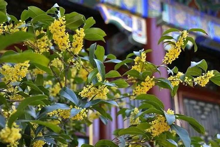 立秋后桂花施什么肥