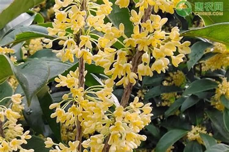 八月桂花树的养殖方法 八月桂花树怎么养才长得好呢