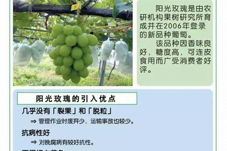 阳光玫瑰全年施肥管理一年施肥要领有哪些