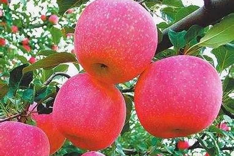 8月中旬红富士苹果应该打什么药？应主要防治什么病菌？