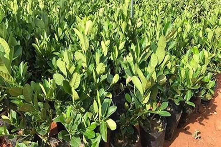 福赛农业科技主要做什么