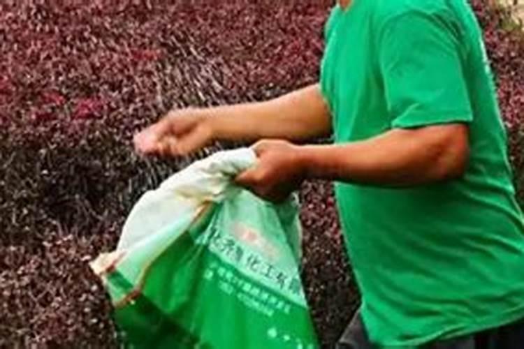磷酸二氢钾在小麦种植上,什么时候使用最好？